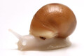 Archachatina puylaerti albino body juvenil